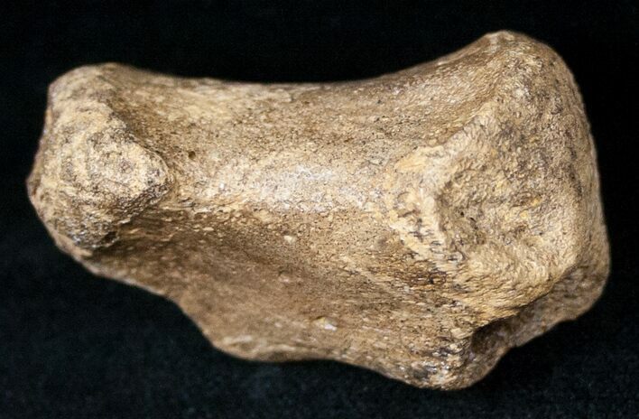 Edmontosaurus Finger Bone - Hell Creek Formation #12707